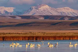 Migration: Tundra Swans with Ear Mountain in background during
