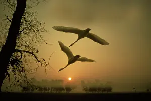 Composite: Tundra Swans in flight