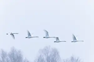 Bewicks Swan: Tundra Swans flight