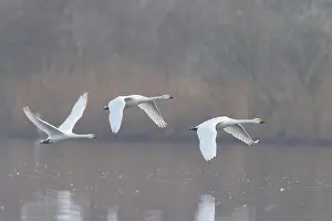 Bewicks Swan: Tundra Swans flight