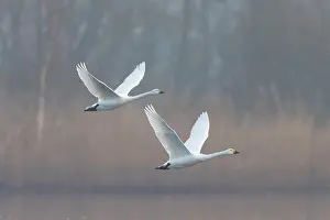 Bewicks Swan: Tundra Swans flight