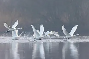 Bewicks Swan: Tundra Swans flight