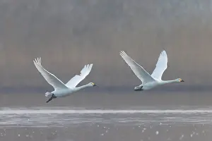 Bewicks Swan: Tundra Swans flight