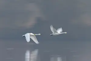 Bewicks Swan: Tundra Swans flight