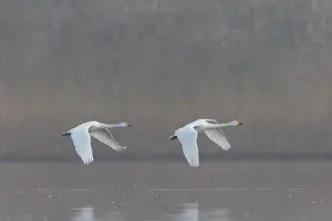 Bewicks Swan: Tundra Swans flight
