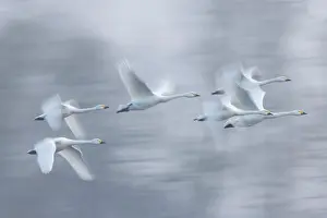 Bewicks Swan: Tundra Swans flight