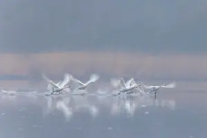 Bewicks Swan: Tundra Swans flight