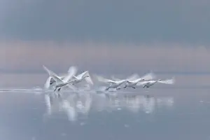Bewicks Swan: Tundra Swans flight