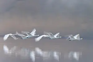 Bewicks Swan: Tundra Swans flight