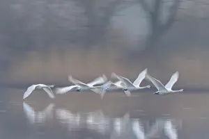 Bewicks Swan: Tundra Swans flight