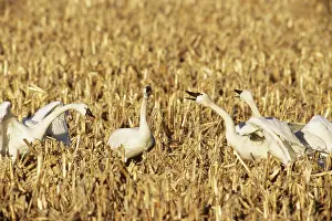 Columbianus: Tundra Swans in territorial dispute
