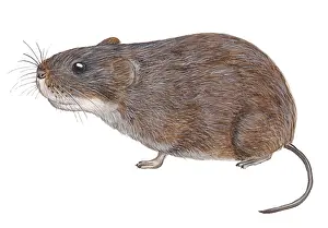 Vole: Tundra Vole