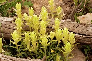 Castilleja: Tundra / Western Paintbrush