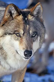 Albus: Tundra wolf (Canis lupus albus), animal portrait