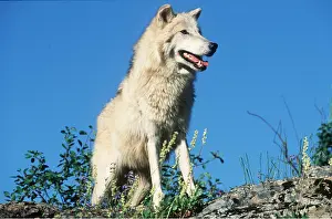 Outs: TUNDRA WOLF - close-up against sky