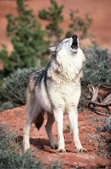 Howling: TUNDRA WOLF - howling