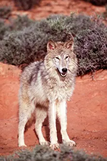 Wolves: TUNDRA WOLF - looks st camera