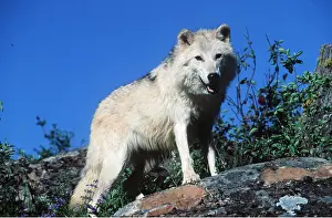 Wolves: TUNDRA WOLF - standing on rock