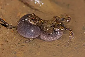 Attract: Tungara Frog - male calling to attract females - in water