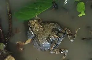 Inflated: Tungara Frog vocalizing