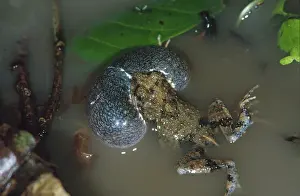Inflated: Tungara Frog vocalizing