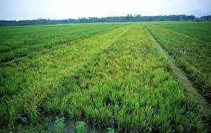 Trial: Tungro virus in rice crop