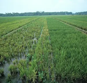 Trial: Tungro virus in rice crop