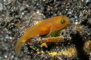 Goby: Tunicate Goby