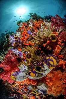 Tunicate: Tunicate (Polycarpa aurata) and soft corals on reef