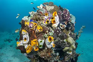 Tunicate: Tunicate (Polycarpa aurata) and Urn ascidian (Atriolum