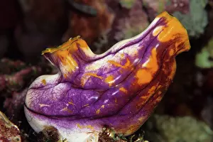 Tunicate: Tunicate, Polycarpa aurata, Walindi, West New Britain, Papua