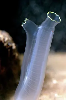 Squirts: Tunicate sea squirt
