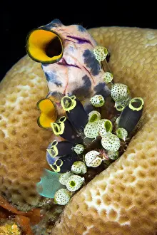 Clavelina: Tunicates or ascidians Polycarpa aurata Clavelina robusta an