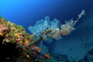 Clavelina: Tunicates, Clavelina lepadiformis, Le Formiche dive-site, Po