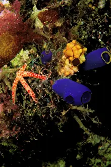 Tunicate: Tunicates and seastar