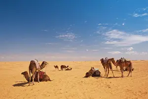 Tunisia: Tunisia, Ksour Area, Ksar Ghilane, camel