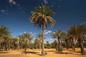 Tunisia: Tunisia, Ksour Area, Ksar Ghilane, date