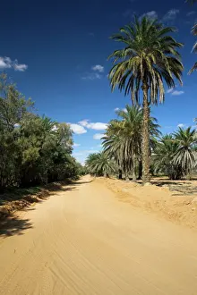 Tunisia: Tunisia, Ksour Area, Ksar Ghilane, date