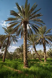 Tunisia: Tunisia, Ksour Area, Ksar Ghilane, date