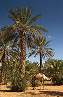 Tunisia: Tunisia, Ksour Area, Ksar Ghilane, date