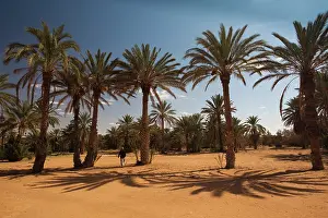 Tunisia: Tunisia, Ksour Area, Ksar Ghilane, date