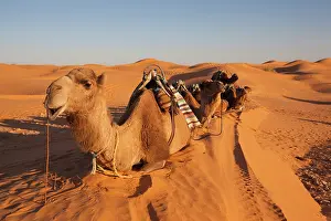 Tunisia: Tunisia, Ksour Area, Ksar Ghilane, Grand