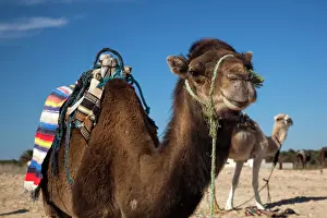 Tunisia: Tunisia, Sahara Desert, Douz, Zone Touristique
