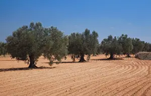 Tunisia: Tunisia, Tunisian Central Coast, El Jem