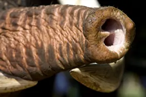 Herbivora: Tunk of domestic Asian Elephant Sri Lanka