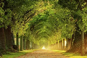 Linden: Tunnel-like avenue of linden trees in the morning