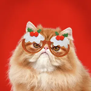 Pudding: Cat