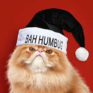 Grumpy: Cat