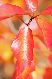 Sprig: Tupelo, Nyssa sylvatica, Close view of a sprig of