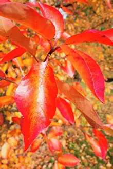 Sprig: Tupelo, Nyssa sylvatica, Close view of a sprig of